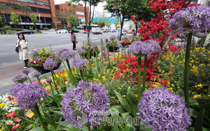 [코리;안투데이] 사계절 꽃길 조성 시작…도심 곳곳 봄꽃으로 물들인다, 송파구 © 지승주 기자