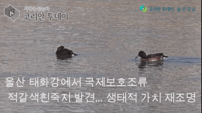 [코리안투데이] 울산태화강적갈색흰죽지 © 현승민 기자