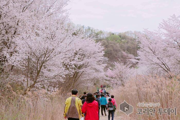 [코리안투데이] 보곡산골 산벚꽃축제 모습(사진제공: 금산군청) © 임승탁 기자