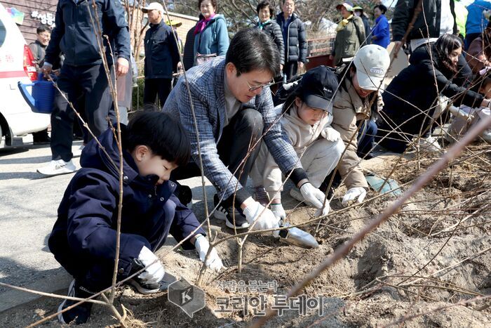 [코리안투데이] 지난해 '응봉산 개나리 축제'에서 개나리 표목 식재모습 (가운데 정원오 성동구청장)