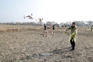 장항습지서 철새 먹이주기 행사 개최…어민·농민 손으로 생태 보전 실천, 고양시