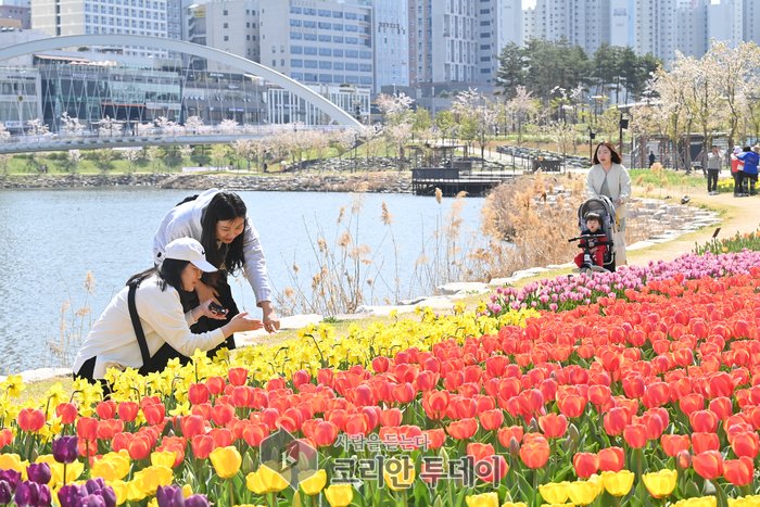 [코리안투데이] 미사호수공원을 찾은 시민들이 형형색색 활짝 핀 튤립을 감상하며 봄의 정취를 즐기고 있다. © 백창희 기자