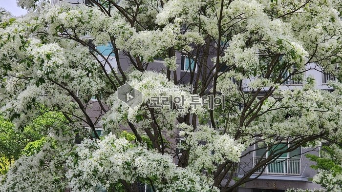 [코리안투데이] 아파트 단지 옆에서 만난 옛날이야기 한 그루 © 이명애 기자