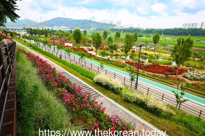 "Mawar di Anyangcheon kini kembang sepenuhnya" – Gelombang 600,000 kuntum mawar di Guro-gu