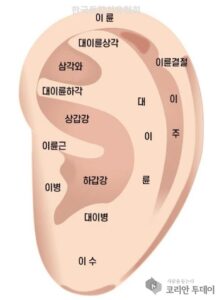 [귀반사 웰니스 2편] 귀의 해부학적 구조와 전신 반사구 매핑
