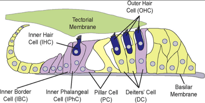 [코리안투데이] Tectorial Membrane → 덮개막 Inner Hair Cell (IHC) → 내유모세포 Outer Hair Cell (OHC) → 외유모세포 Inner Border Cell (IBC) → 내경계세포 Inner Phalangeal Cell (I