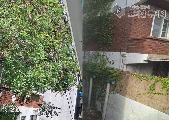 [코리안투데이] 구월3동, 주민 안전 위협하던 위험 수목 제거 © 김현수 기자