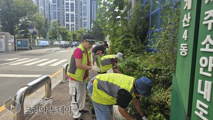 Le comité d'autogestion citoyenne de Gyesan 4-dong plante des fleurs d'automne pour créer une « allée fleurie »
