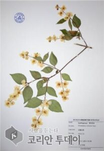 ‘자연의 기록-인천수목원 식물표본 전시회’, 9월 22일부터 열려… 자생식물 보존의 중요성 재조명