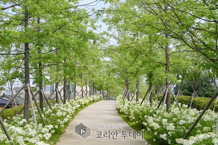 [코리안투데이]원주시, '치악산 바람길숲' 전 구간 개통 3 © 이선영 기자