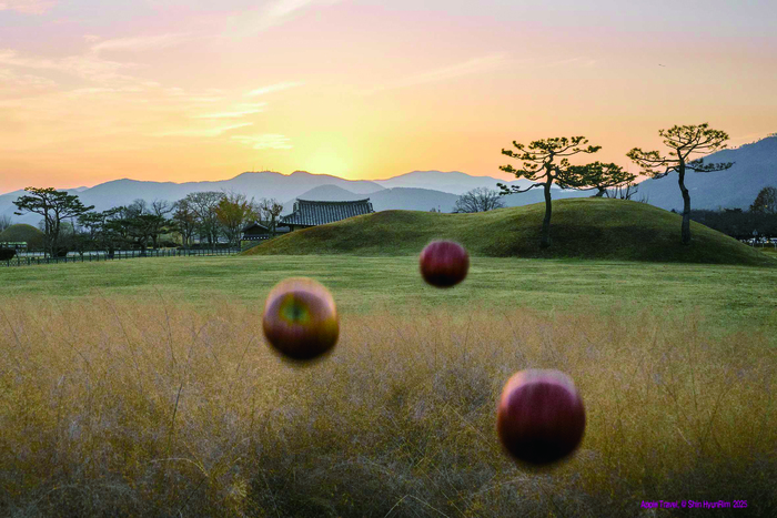 [코리안투데이] 6, Apple Travel, Korea @ Shin Hyunlim.Inkjet print. 2025.. © 김현수 기자