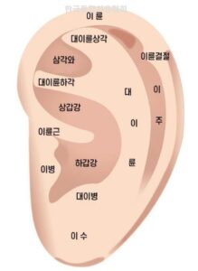 [Ear Reflex Wellness Part 2] Anatomical Structure of the Ear and Whole-Body Reflex Mapping