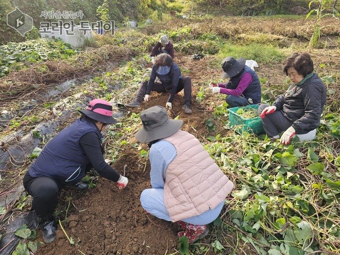 [코리안투데이] 어르신 위한 따뜻한 나눔, 마을 텃밭에서 시작된 작은 기적 © 김현수 기자