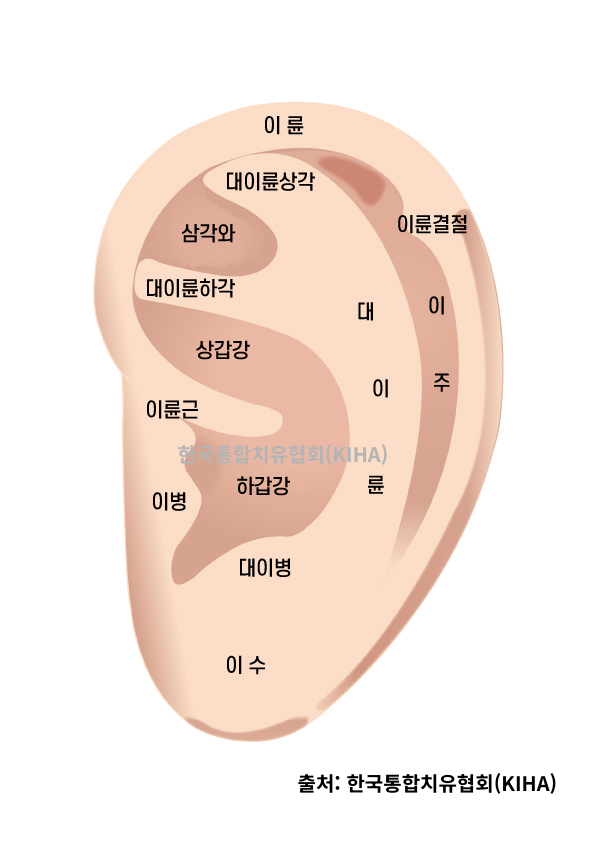 [Ear Reflex Wellness Part 4] Traditional Chinese Medicine Meridian Theory in Auriculotherapy