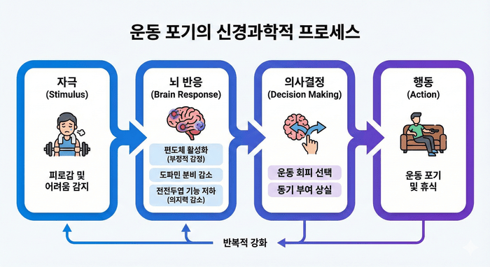 [이미지] 운동 포기의 신경과학적 프로세스를 보여주는 플로우차트 - 자극 → 뇌 반응 → 의사결정 → 행동의 단계별 과정 © 이선영 칼럼니스트
