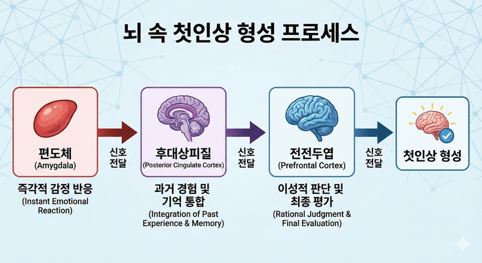 [이미지: 뇌 속 첫인상 형성 프로세스 플로우차트 - 편도체→후대상피질→전전두엽의 신호 흐름을 보여주는 다이어그램] © 이선영 칼럼니스트