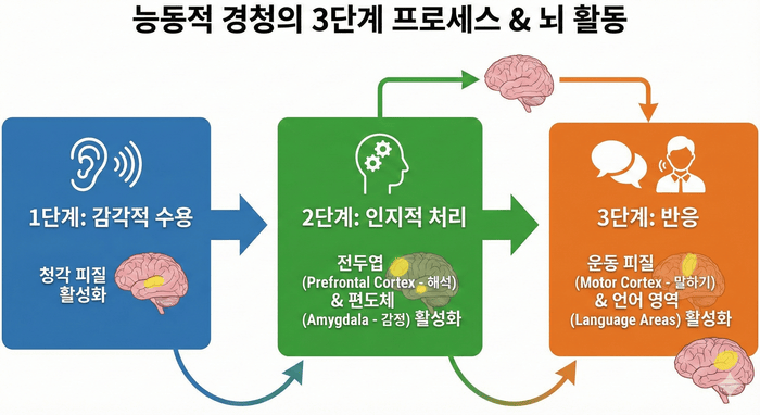 [이미지: 능동적 경청의 3단계 프로세스 플로우차트 - 감각적 수용→인지적 처리→반응, 각 단계별 뇌 활동 표시] © 이선영 기자