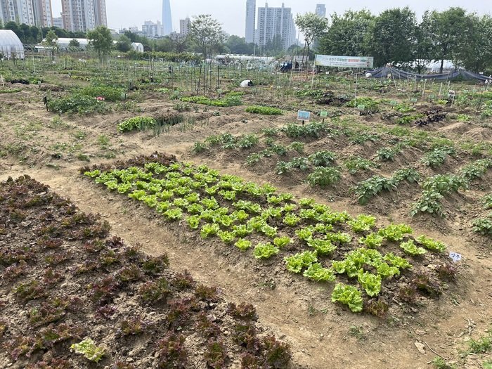 [코리안투데이] 송파구, 2026년 ‘친환경 주말농장’ 380구획 분양…2월 6일부터 접수 © 지승주 기자