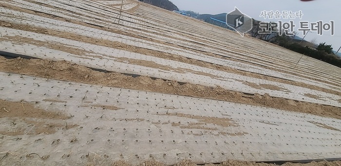 [코리안투데이] 수분 고갈로 창녕 양파밭 위기 모습 © 신성자 기자