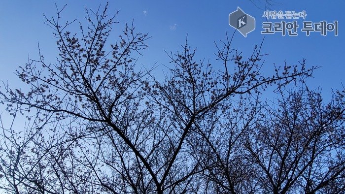 코리안투데이] 경칩을 지나며 봄을 알리며 피어난 매화 꽃망울 © 신성자 기자