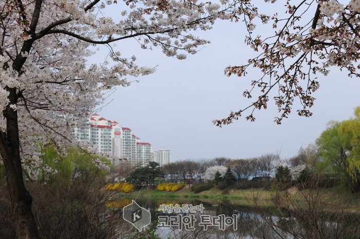 [코리안투데이] 구리시 '벚꽃 아래 사회적경제 팝업스토어'개최 (사진 장자호수공원) © 손현주 기자