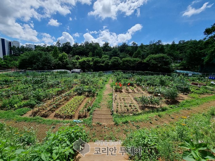 [코리안투데이] 주민 참여로 활기 띈 지난해 양천 마을텃밭 전경(사진=양천구청) © 변아롱 기자