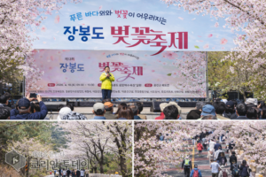 옹진군 북도면, 장봉도 벚꽃축제 성황리 마무리