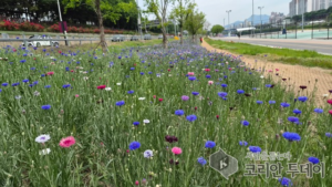 중랑천 이문수변공원, 수레국화 만개한 도심 속 봄꽃 명소로 부상