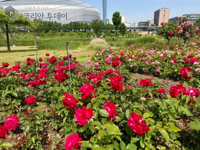 Guro-gu, de gréisste Rousegebitt am Südwesten vu Seoul, Anyangcheon ass a voller Blëtt