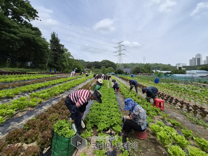 [코리안투데이] 청시회 농장에서 이웃과 함께 유기농 야채를 가꾸며 따뜻한 정을 나누고 서로를 돌보는 공동체 문화를 만들어 가는 모습 © 백창희 기자