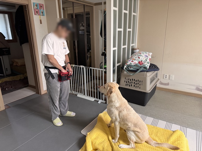 [코리안투데이] (사진) ‘찾아가는 펫마스터’ 참여 가정에서 반려견 행동교정 교육이 진행되고 있다. © 박수진 기자