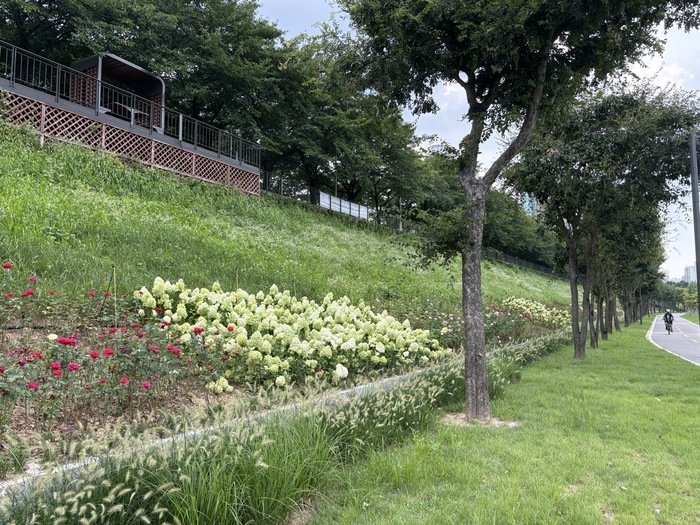 [코리안투데이] (사진) 도림천역 인근 도림천 제방사면에 조성된 수국과 장미 식재 공간 전경 © 박수진 기자