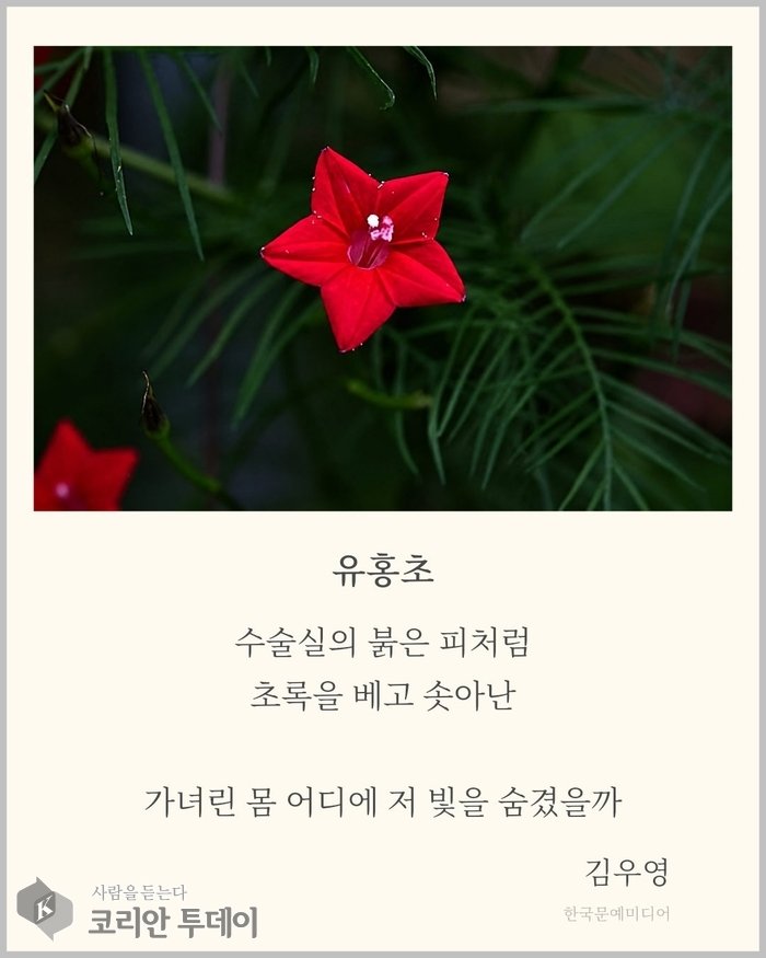 [코리안투데이] 김우영 시인의 「유홍초」 © 장시백 기자