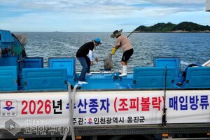 옹진군, 장봉도 연안에 조피볼락 종자 30만 마리 방류
