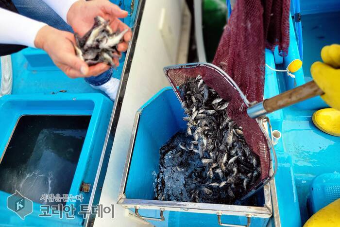 [The Korean Today] 長峰島沿岸でのメバル種苗放流 © キム・ミヒ記者