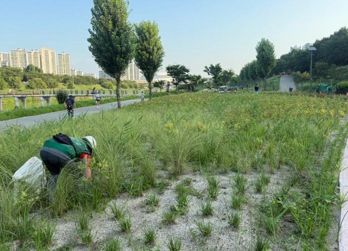 Guro-gu promove a criação de uma área de flores de outono e um caminho de flores às margens dos rios