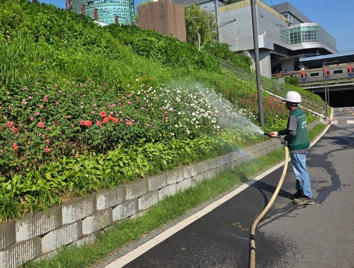 [코리안투데이] (사진) 가을 초화단지 및 꽃길 조성을 위한 급수작업 모습 © 박수진 기자