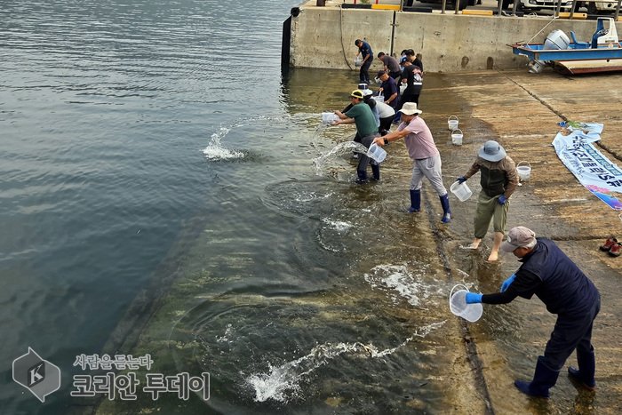 [코리안투데이] 바다로 놓아지는 어린 조피볼락 © 김미희 기자