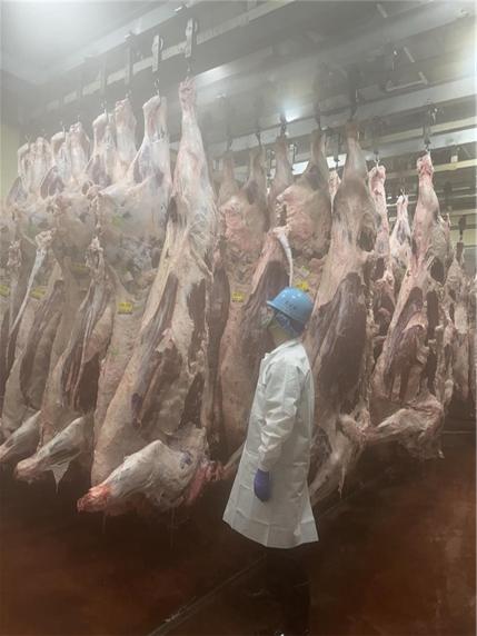 [코리안투데이] Contrôle d'hygiène des produits d'élevage à l'abattoir d'Incheon © 장형임 기자