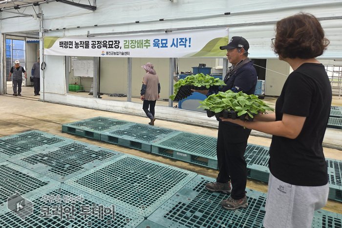 [The Korean Today] キムジャン用白菜優良苗の供給現場 © キム・ミヒ記者