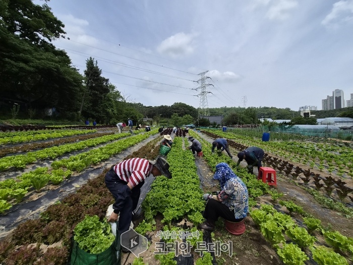 [코리안투데이] 청시회농장 마을공동체 활동에 함께하는 회원들의 모습 © 백창희 기자