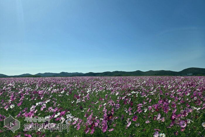 ดอกคอสมอสบานบนพื้นที่ที่ฟื้นฟูแล้วใน Jinchon District แบงนยองโดดึงดูดนักท่องเที่ยวฤดูใบไม้ร่วง